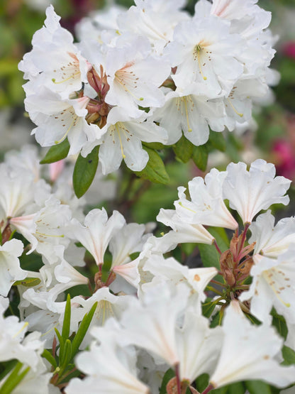 Rhododendron Hybride 'Cunningham's Snow White' - Rhododendron-Hybride 'Cunningham's Snow White'