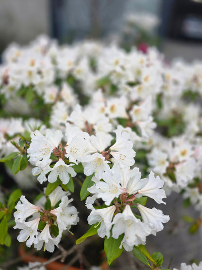 Rhododendron Hybride 'Cunningham's Snow White' - Rhododendron-Hybride 'Cunningham's Snow White'