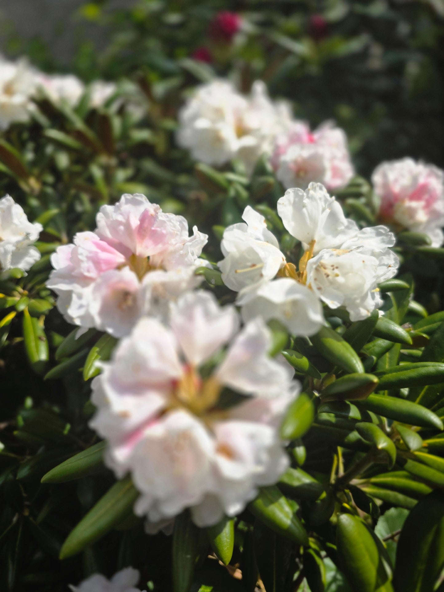 Rhododendron Hybride 'Cunningham's White' - Rhododendron-Hybride 'Cunningham's White'