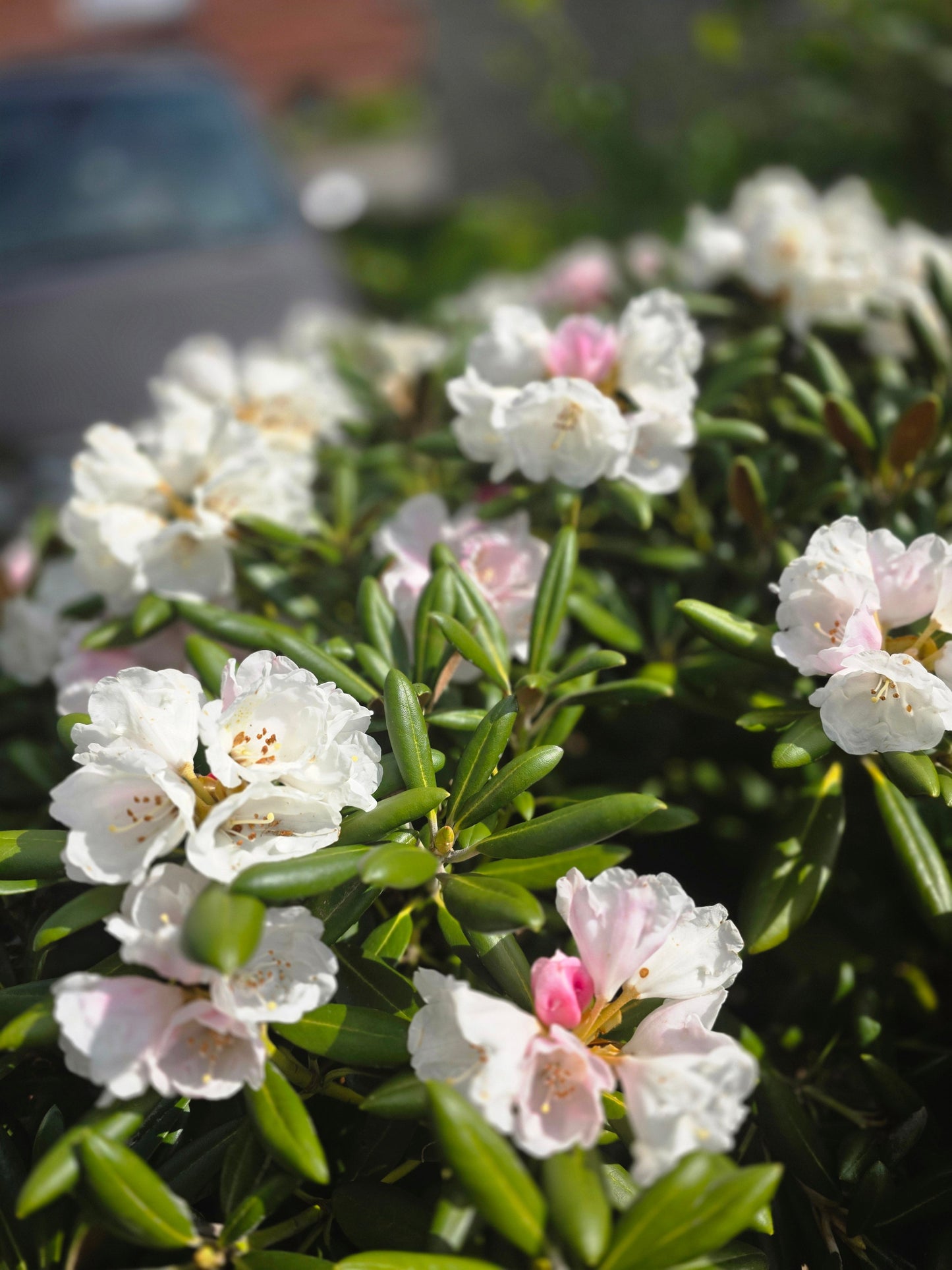 Rhododendron Hybride 'Cunningham's White' - Rhododendron-Hybride 'Cunningham's White'