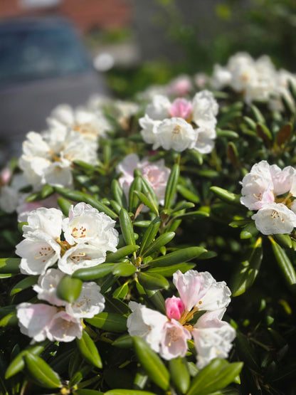 Rhododendron Hybride 'Cunningham's White' - Rhododendron-Hybride 'Cunningham's White'