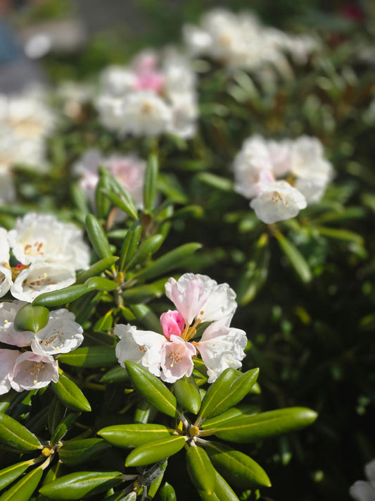 Rhododendron Hybride 'Cunningham's White' - Rhododendron-Hybride 'Cunningham's White'
