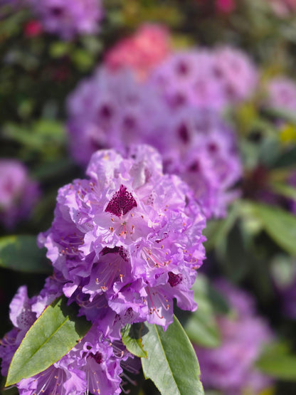 Rhododendron Hybride 'Catawbiense Boursault' - Rhododendron-Hybride 'Catawbiense Boursault'