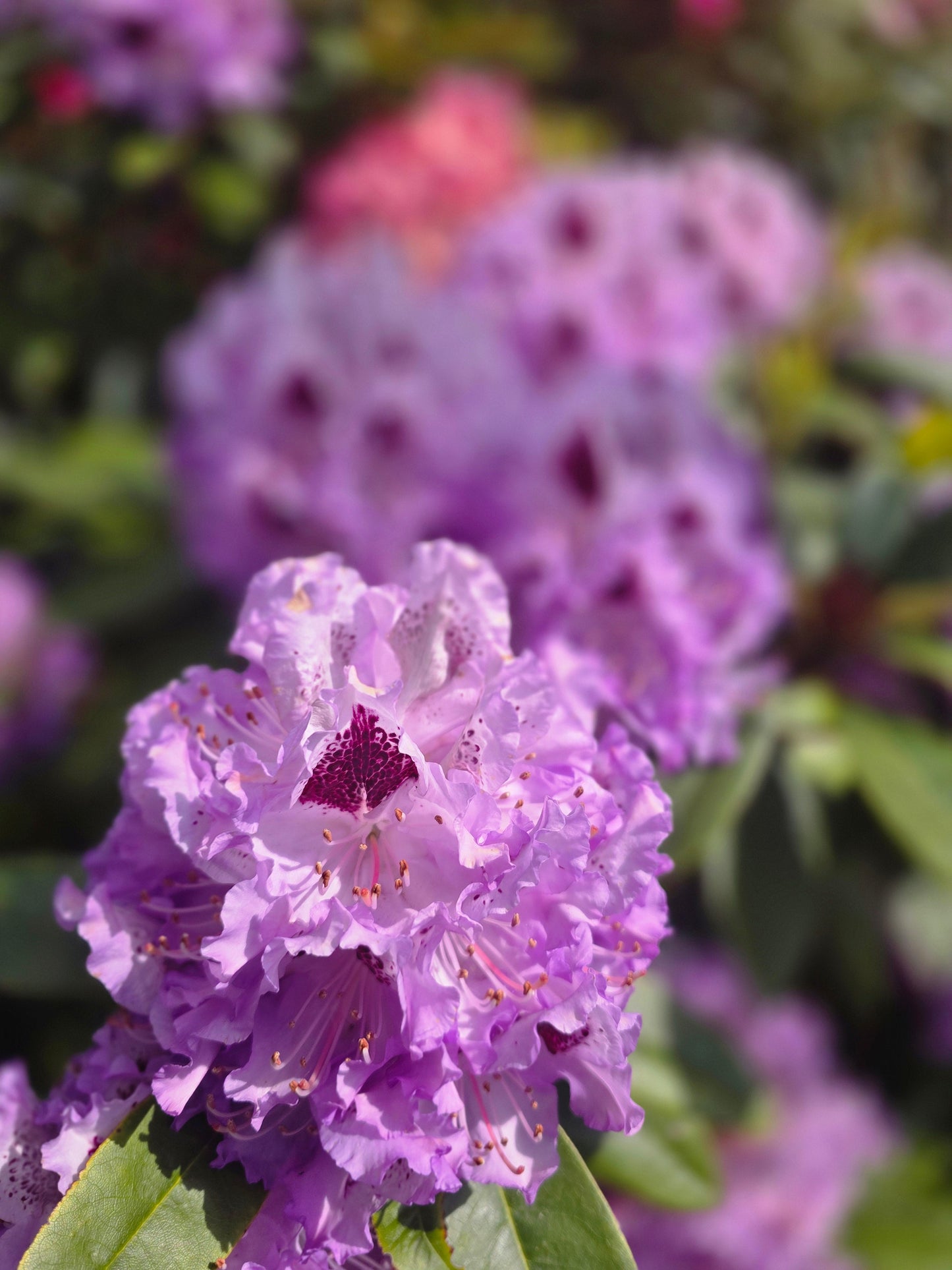 Rhododendron Hybride 'Catawbiense Boursault' - Rhododendron-Hybride 'Catawbiense Boursault'