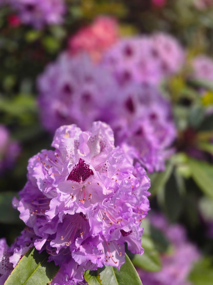 Rhododendron Hybride 'Catawbiense Boursault' - Rhododendron-Hybride 'Catawbiense Boursault'