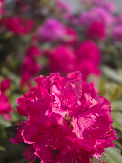 Rhododendron Hybride 'Nova Zembla' - Rhododendron-Hybride 'Nova Zembla'