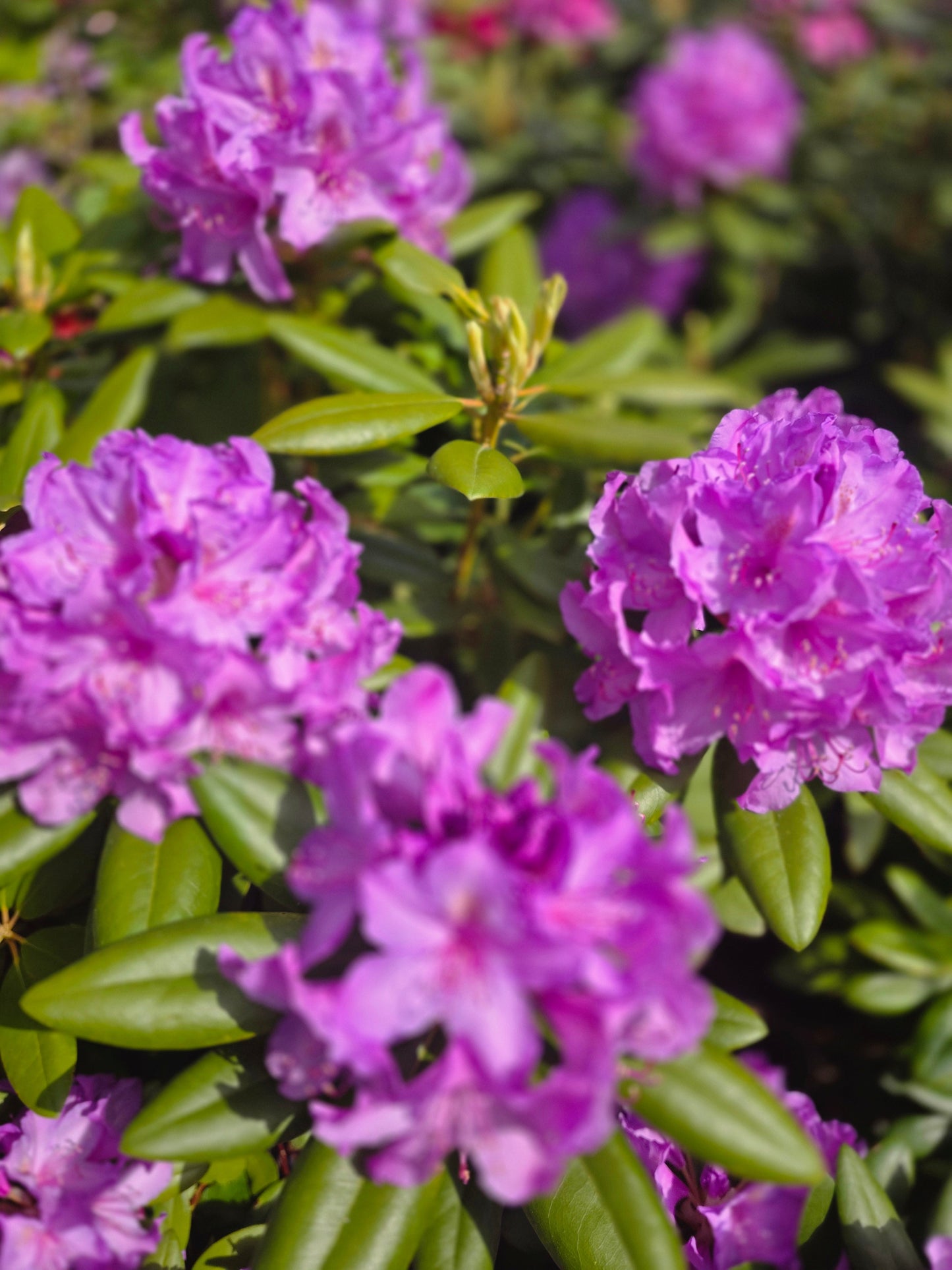 Rhododendron Hybride 'Catawb. Grandiflorum' - Rhododendron-Hybride 'Catawb.Grandiflorum'