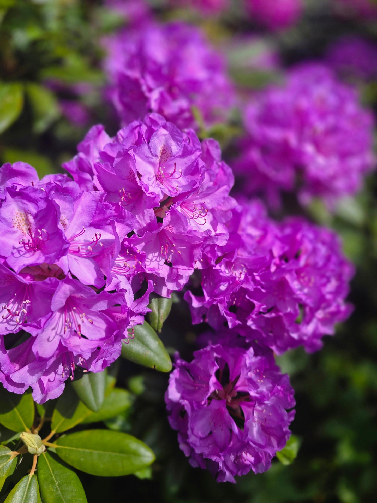 Rhododendron Hybride 'Catawb. Grandiflorum' - Rhododendron-Hybride 'Catawb.Grandiflorum'