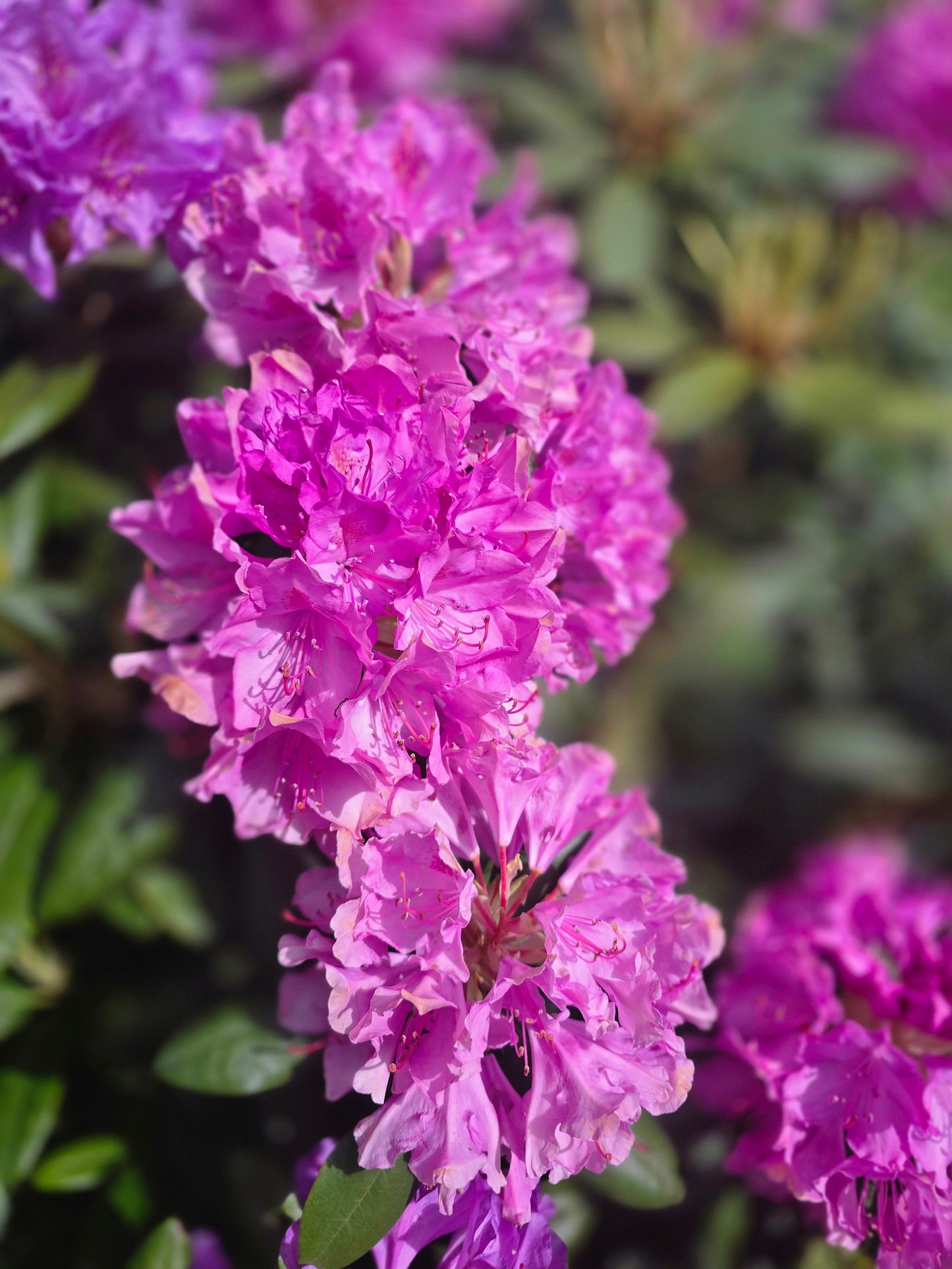 Rhododendron Hybride 'Catawb. Grandiflorum' - Rhododendron-Hybride 'Catawb.Grandiflorum'