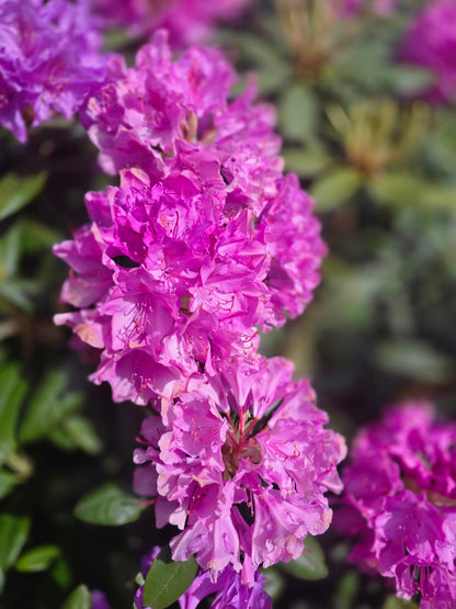 Rhododendron Hybride 'Catawb. Grandiflorum' - Rhododendron-Hybride 'Catawb.Grandiflorum'