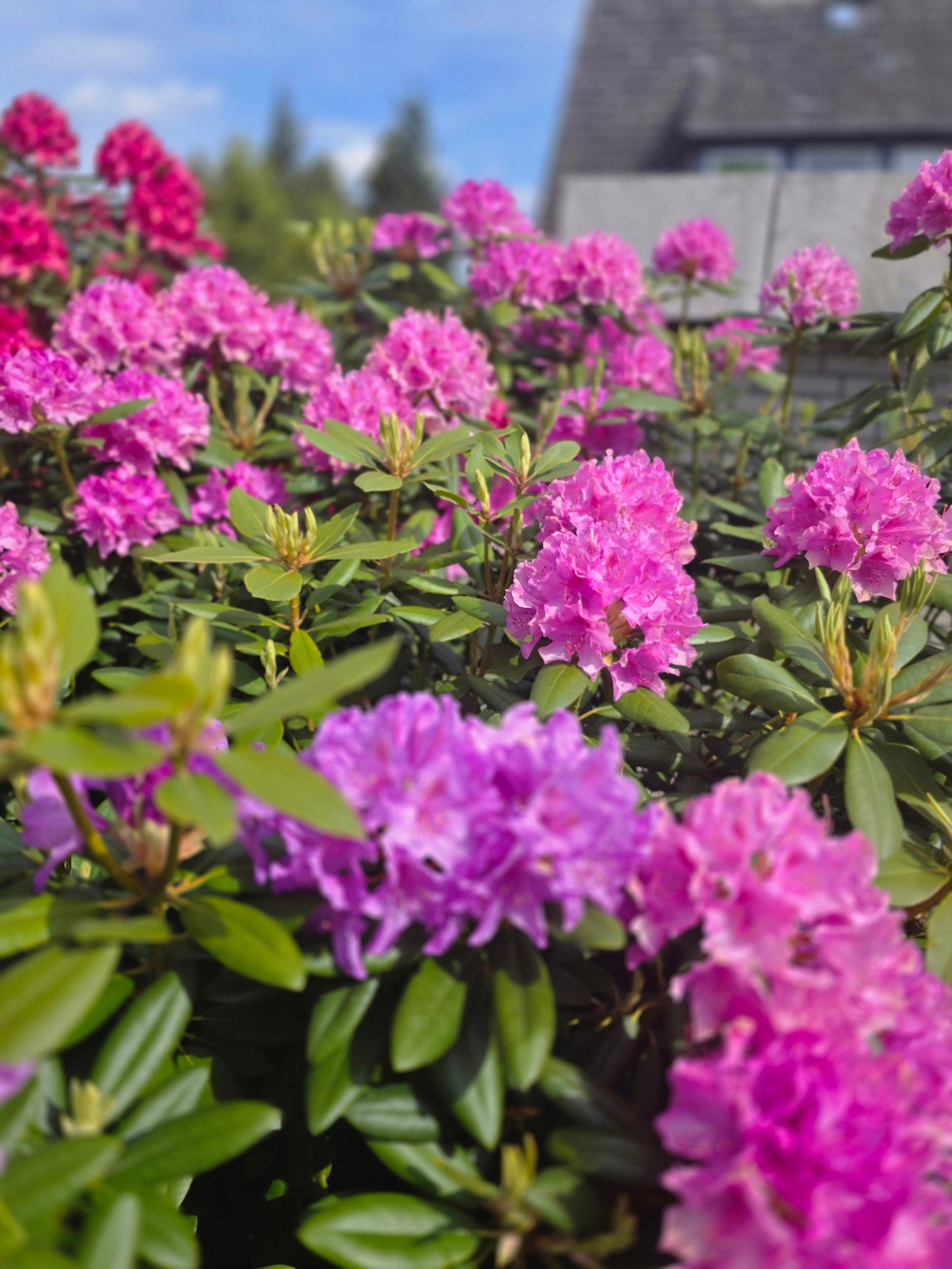 Rhododendron Hybride 'Catawb. Grandiflorum' - Rhododendron-Hybride 'Catawb.Grandiflorum'