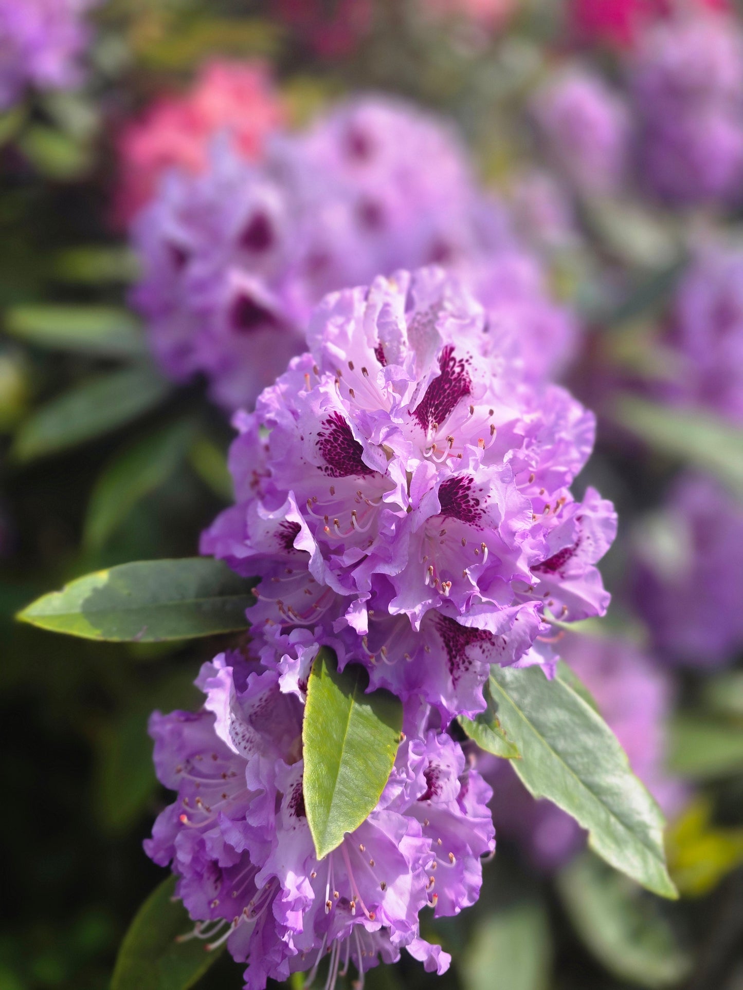 Rhododendron Hybride 'Catawbiense Boursault' - Rhododendron-Hybride 'Catawbiense Boursault'