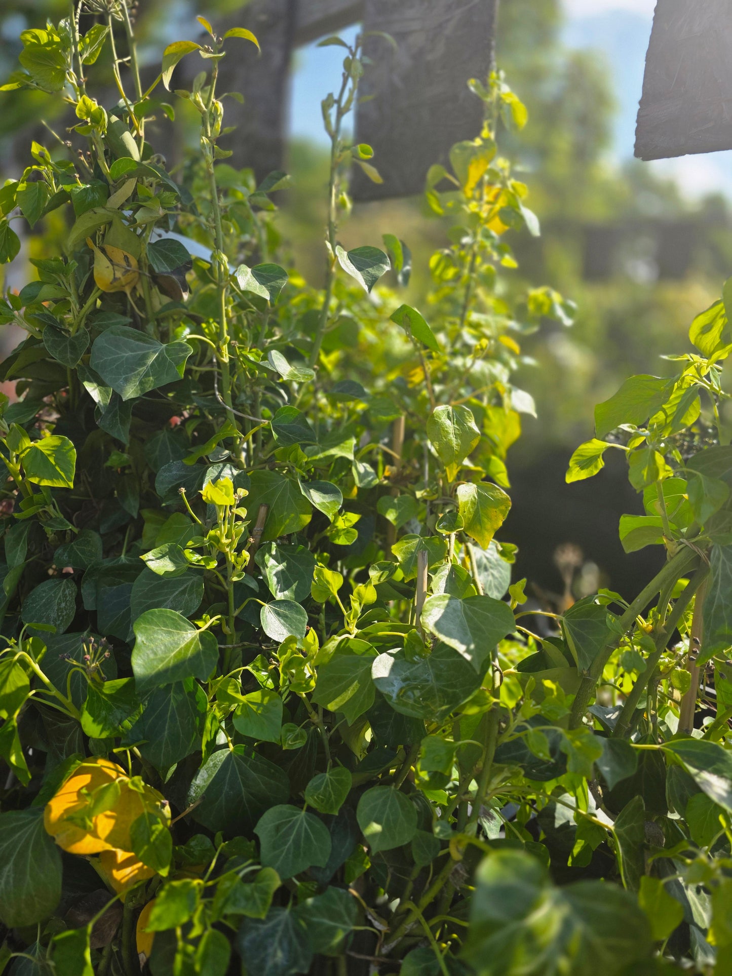 Hedera helix 'Arborescens' - Strauch-Efeu 'Arborescens'