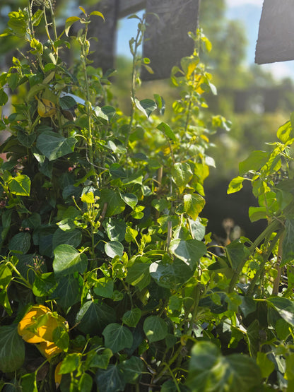 Hedera helix 'Arborescens' - Strauch-Efeu 'Arborescens'