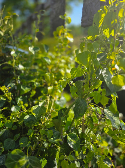 Hedera helix 'Arborescens' - Strauch-Efeu 'Arborescens'
