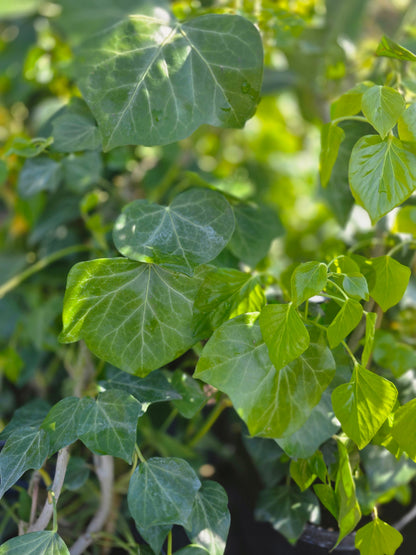 Hedera helix 'Arborescens' - Strauch-Efeu 'Arborescens'