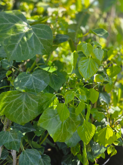 Hedera helix 'Arborescens' - Strauch-Efeu 'Arborescens'