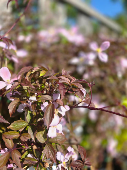 Clematis montana 'Rubens' - Berg-Waldrebe 'Rubens'
