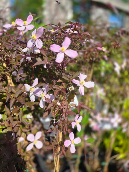 Clematis montana 'Rubens' - Berg-Waldrebe 'Rubens'
