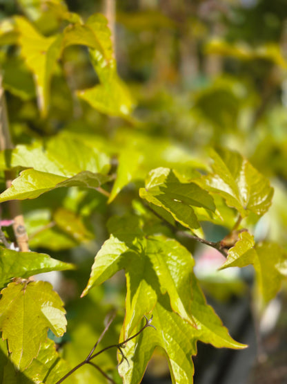 Parthenocissus tricuspidata 'Veitchii' - Dreilappige Jungfernrebe 'Veitchii' / Wilder Wein