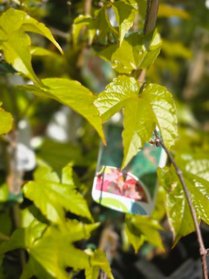 Parthenocissus tricuspidata 'Veitchii' - Dreilappige Jungfernrebe 'Veitchii' / Wilder Wein