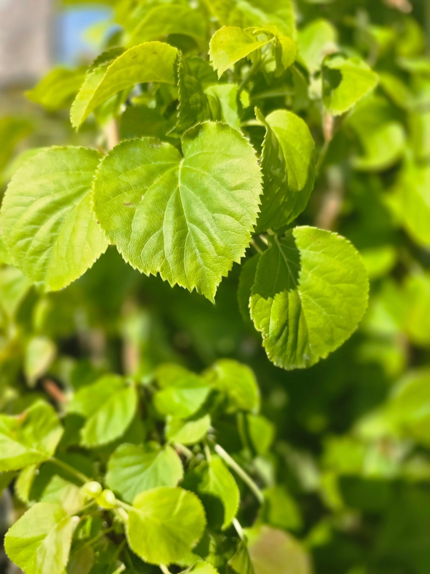 Hydrangea petiolaris - Kletterhortensie