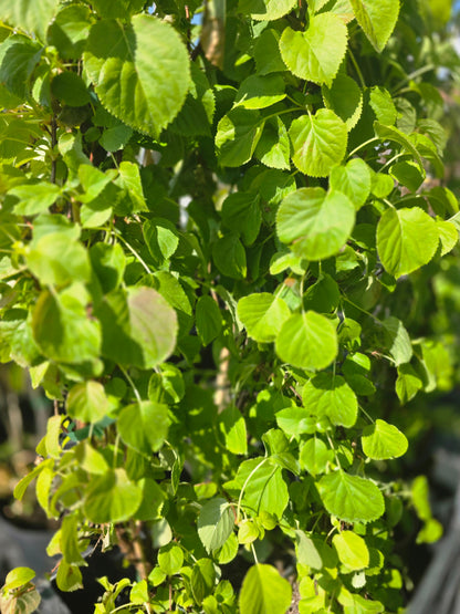 Hydrangea petiolaris - Kletterhortensie