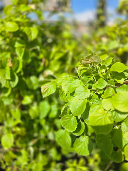 Hydrangea petiolaris - Kletterhortensie