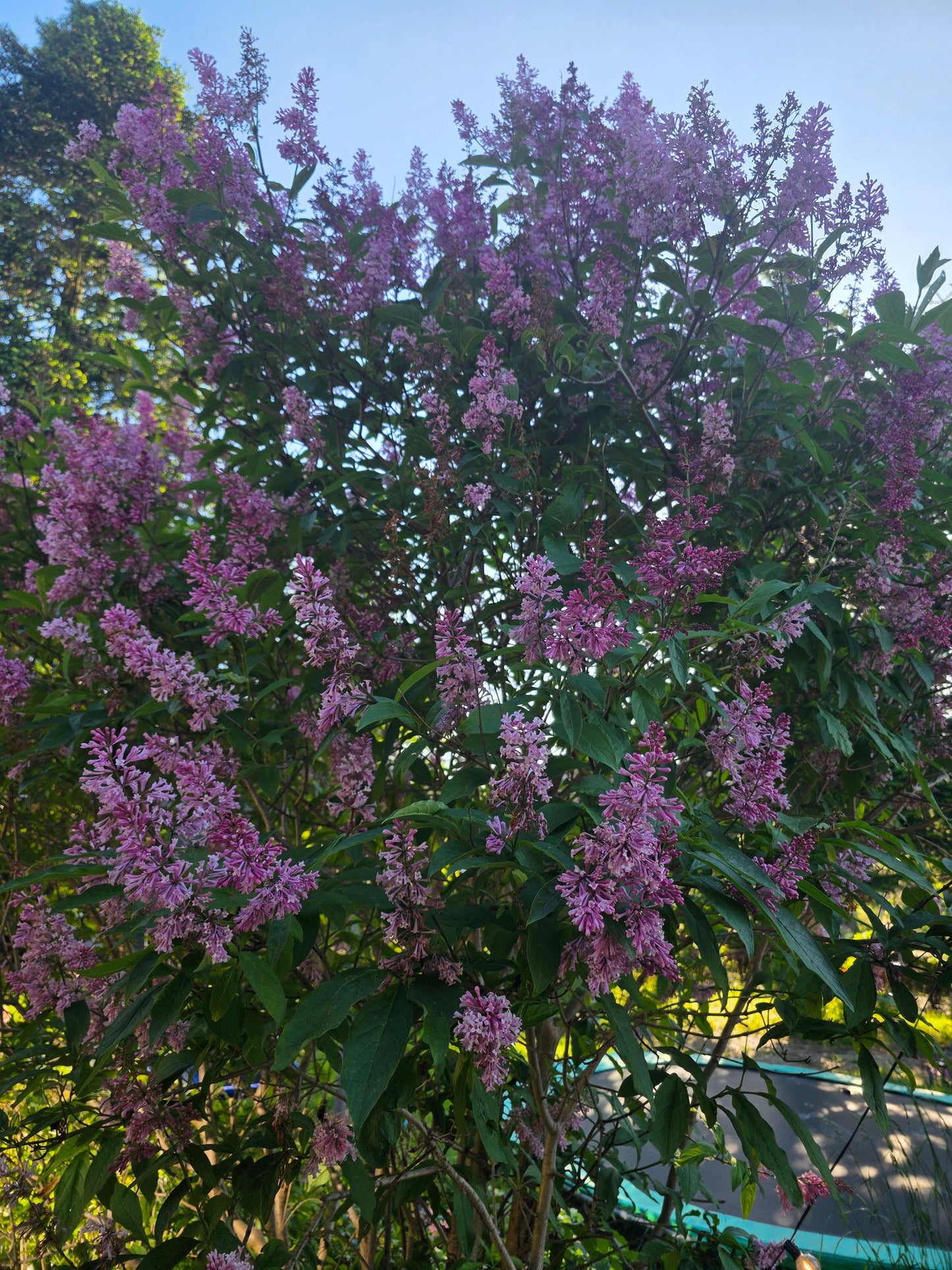 Syringa reflexa - Bogenflieder