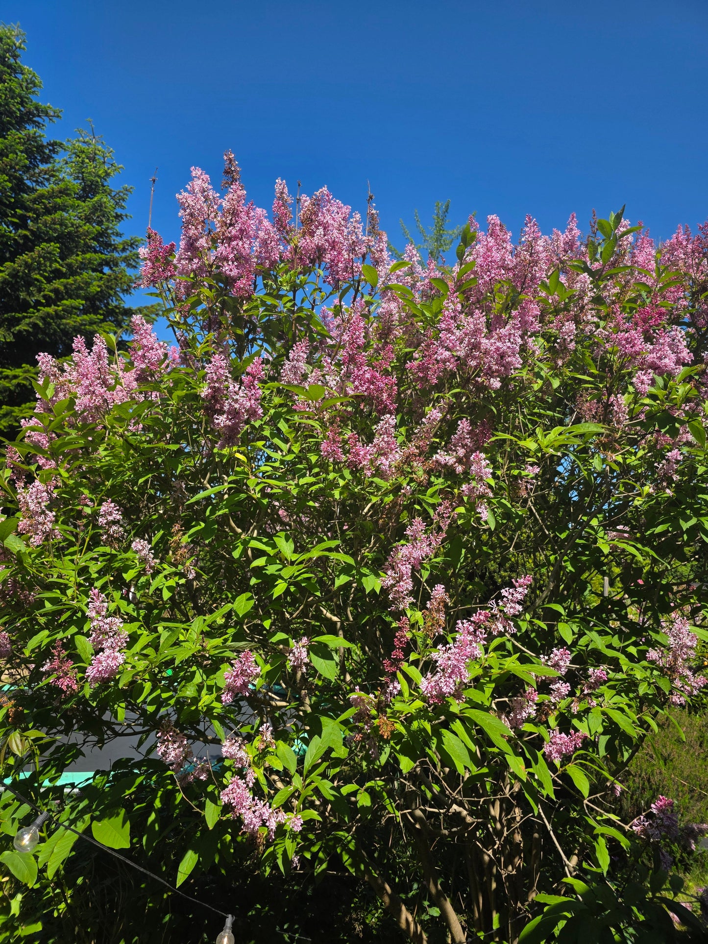 Syringa reflexa - Bogenflieder