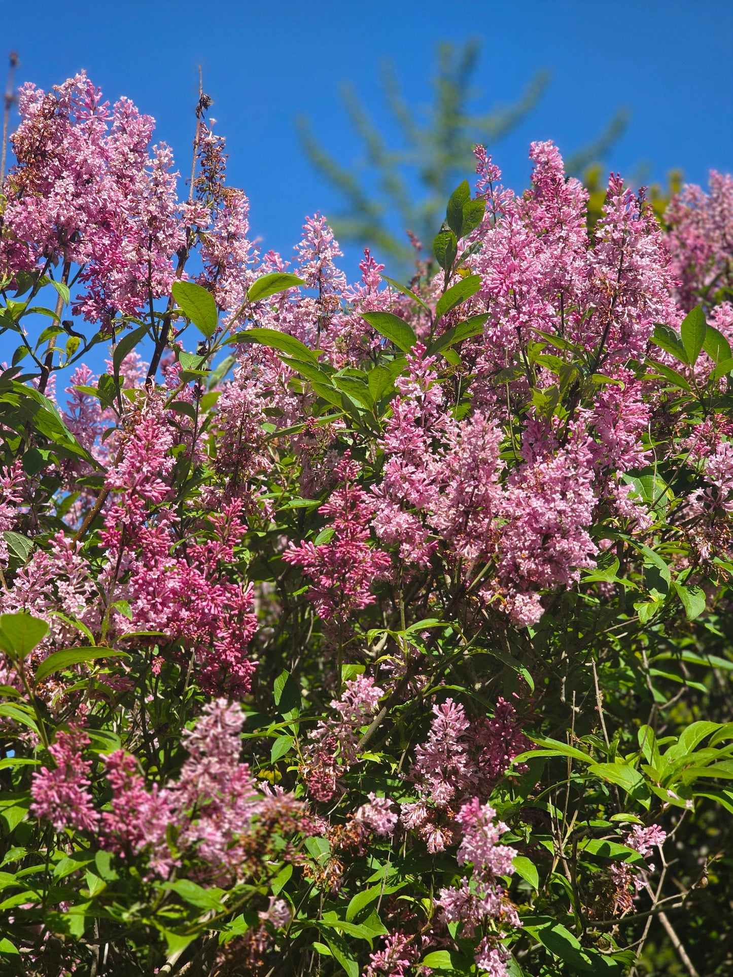 Syringa reflexa - Bogenflieder
