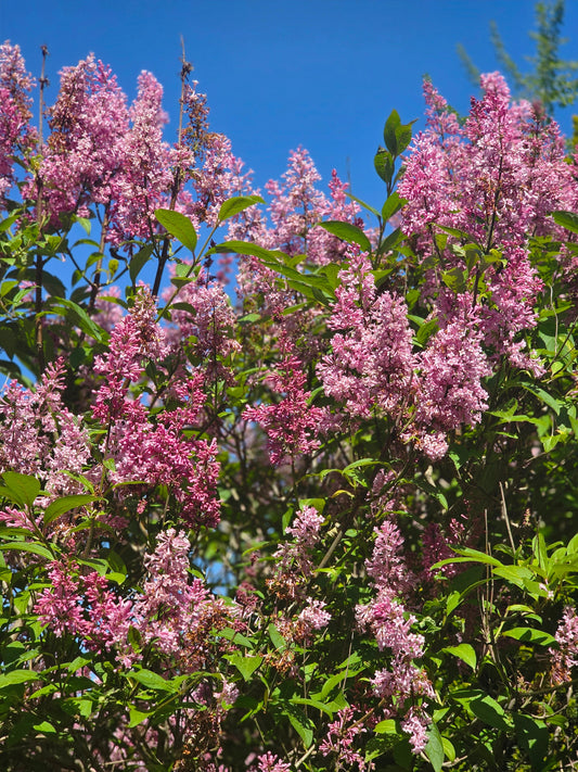 Syringa reflexa - Bogenflieder