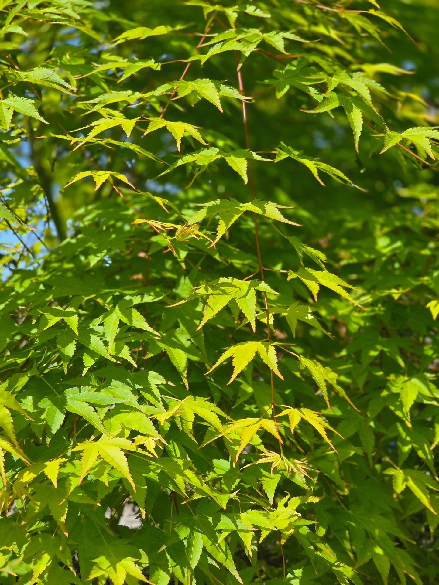 Acer palmatum 'Orange Dream' - Fächerahorn 'Orange Dream'