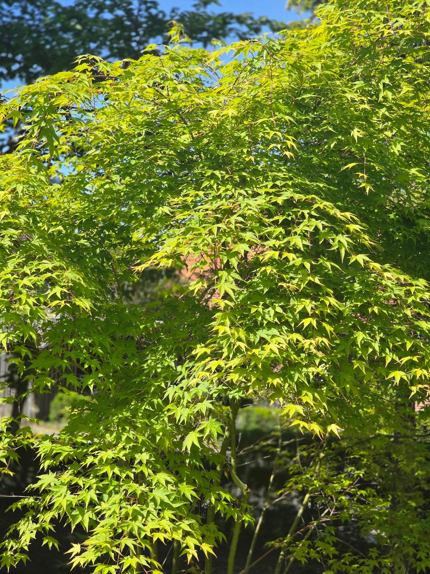 Acer palmatum 'Orange Dream' - Fächerahorn 'Orange Dream'