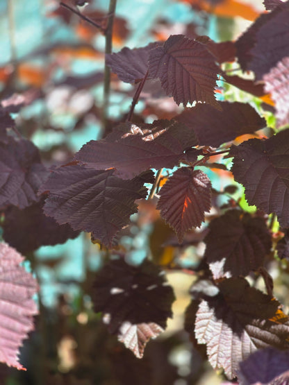 Corylus avellana 'Rotblättrige Zellernuss' - Großfrüchtige Waldhasel 'Rotbl.Zellernuss'