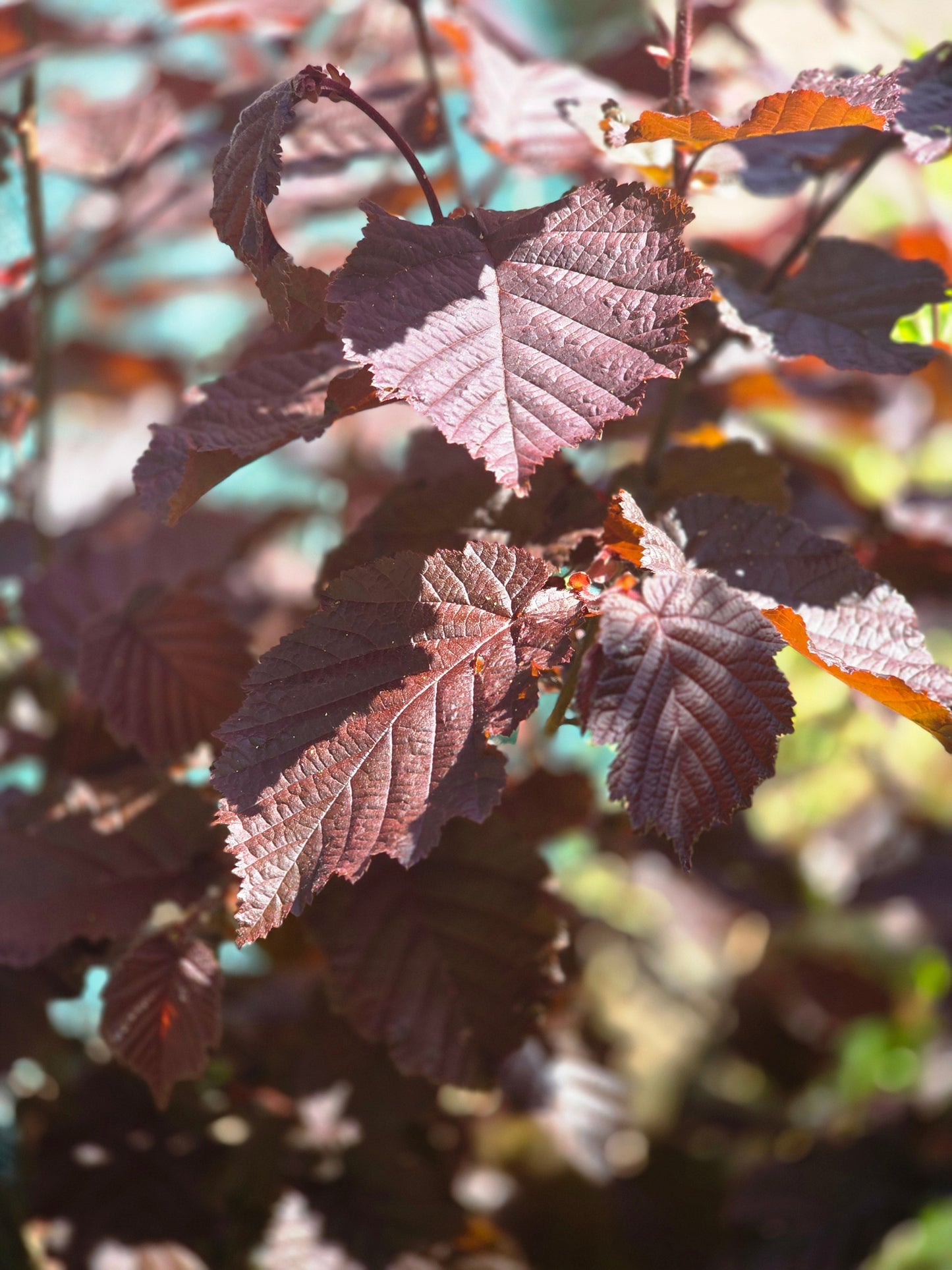 Corylus avellana 'Rotblättrige Zellernuss' - Großfrüchtige Waldhasel 'Rotbl.Zellernuss'