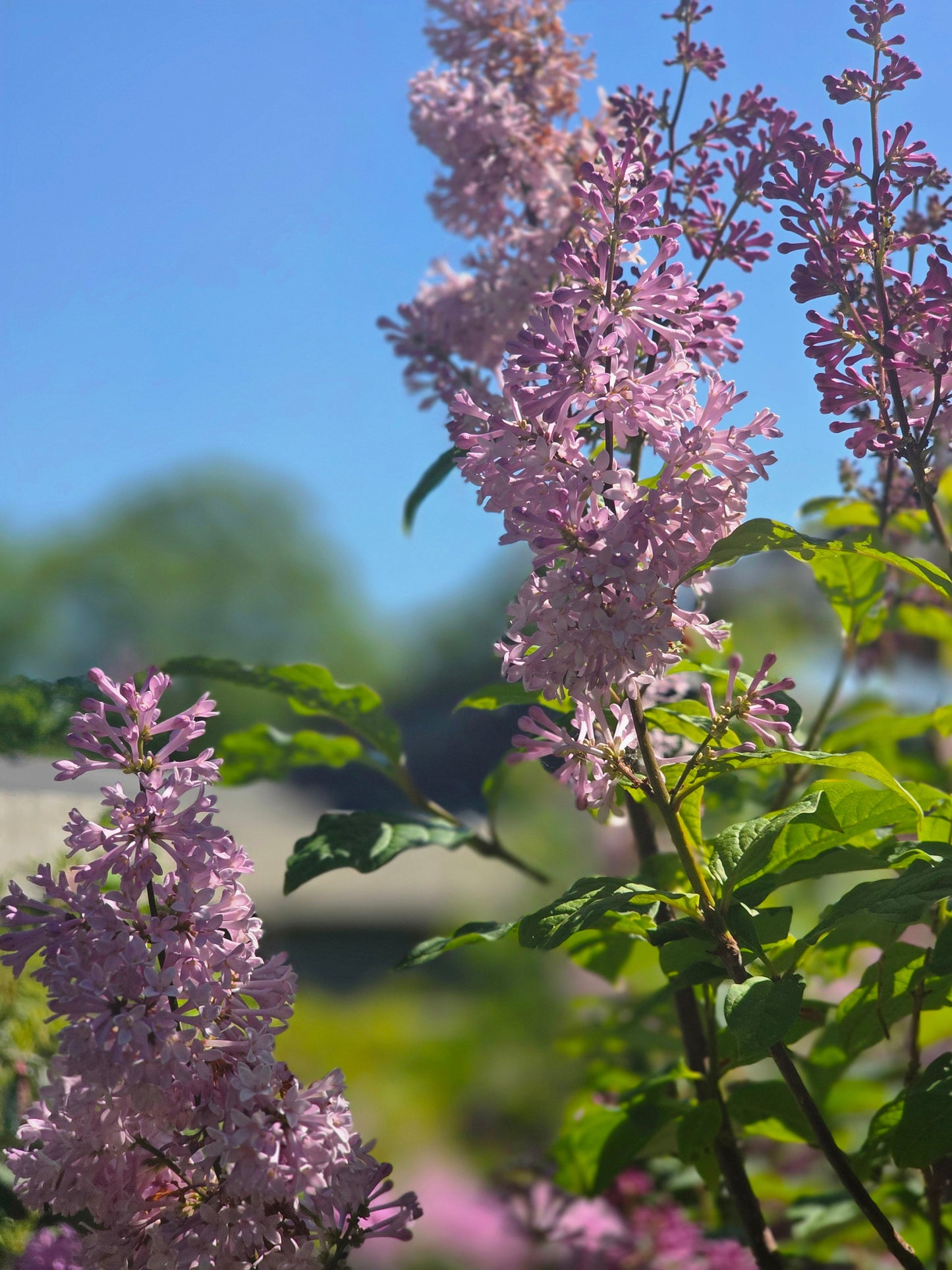 Syringa josikaea - Ungarischer Flieder