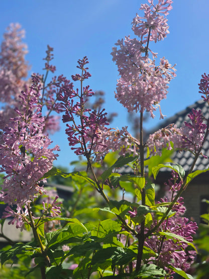 Syringa josikaea - Ungarischer Flieder