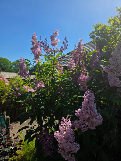 Syringa josikaea - Ungarischer Flieder