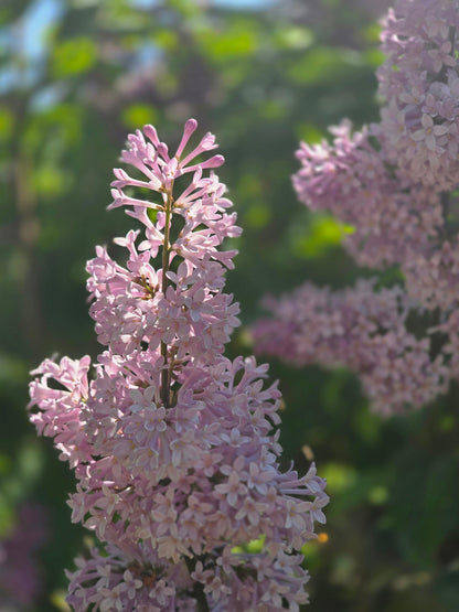 Syringa josikaea - Ungarischer Flieder