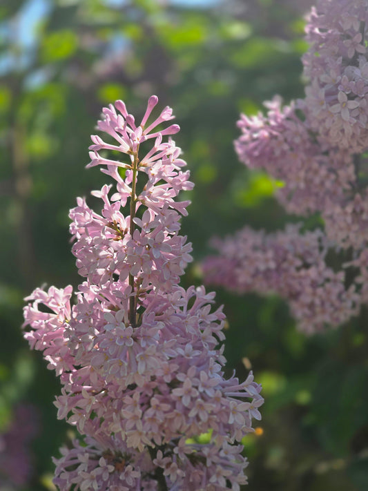 Syringa josikaea - Ungarischer Flieder