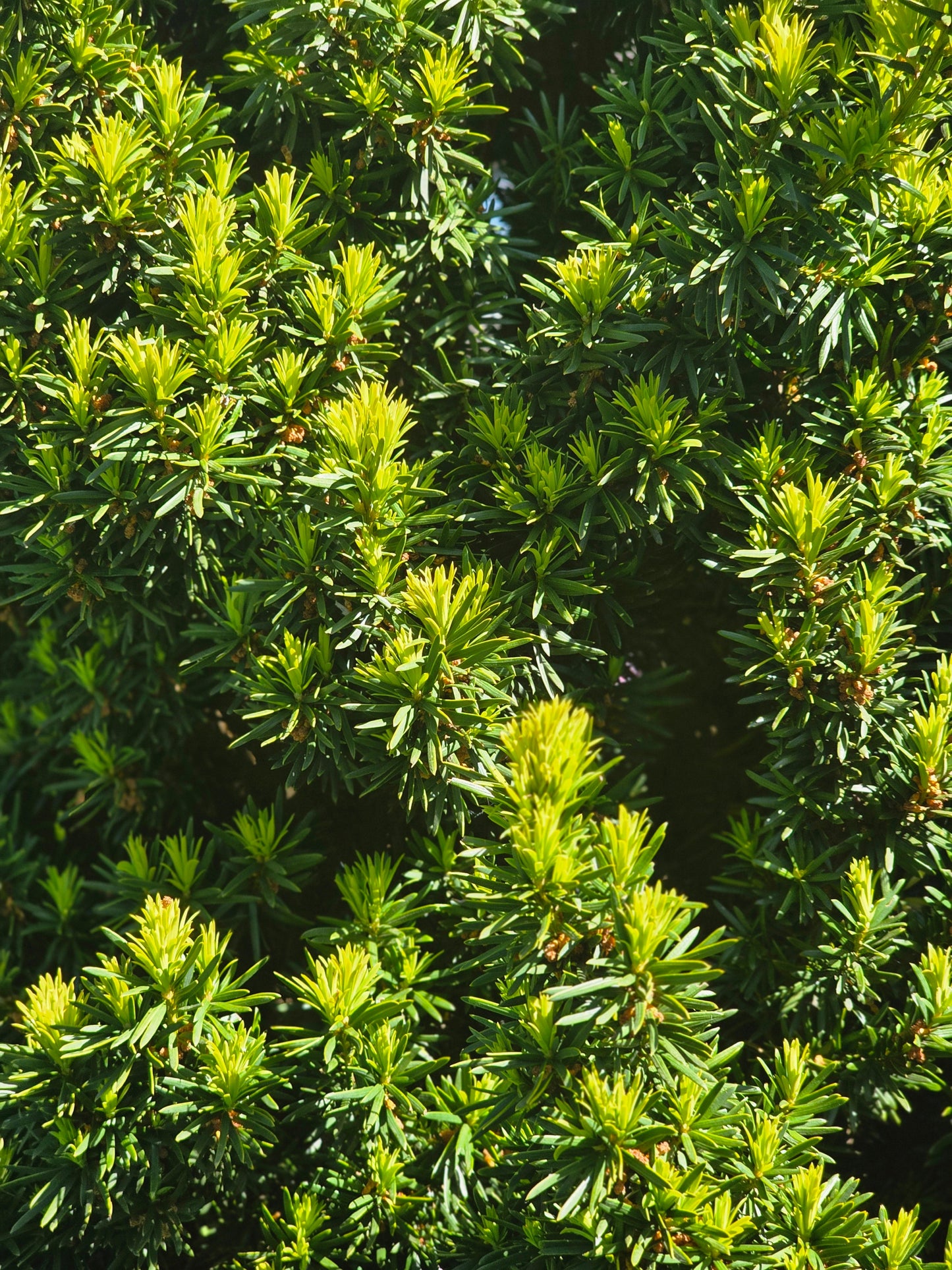 Taxus baccata 'Fastigiata Robusta' - Schmale Säuleneibe