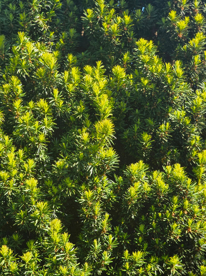 Taxus baccata 'Fastigiata Robusta' - Schmale Säuleneibe