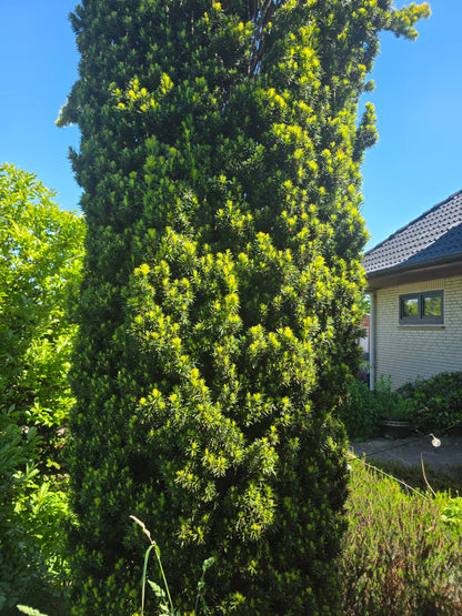 Taxus baccata 'Fastigiata Robusta' - Schmale Säuleneibe