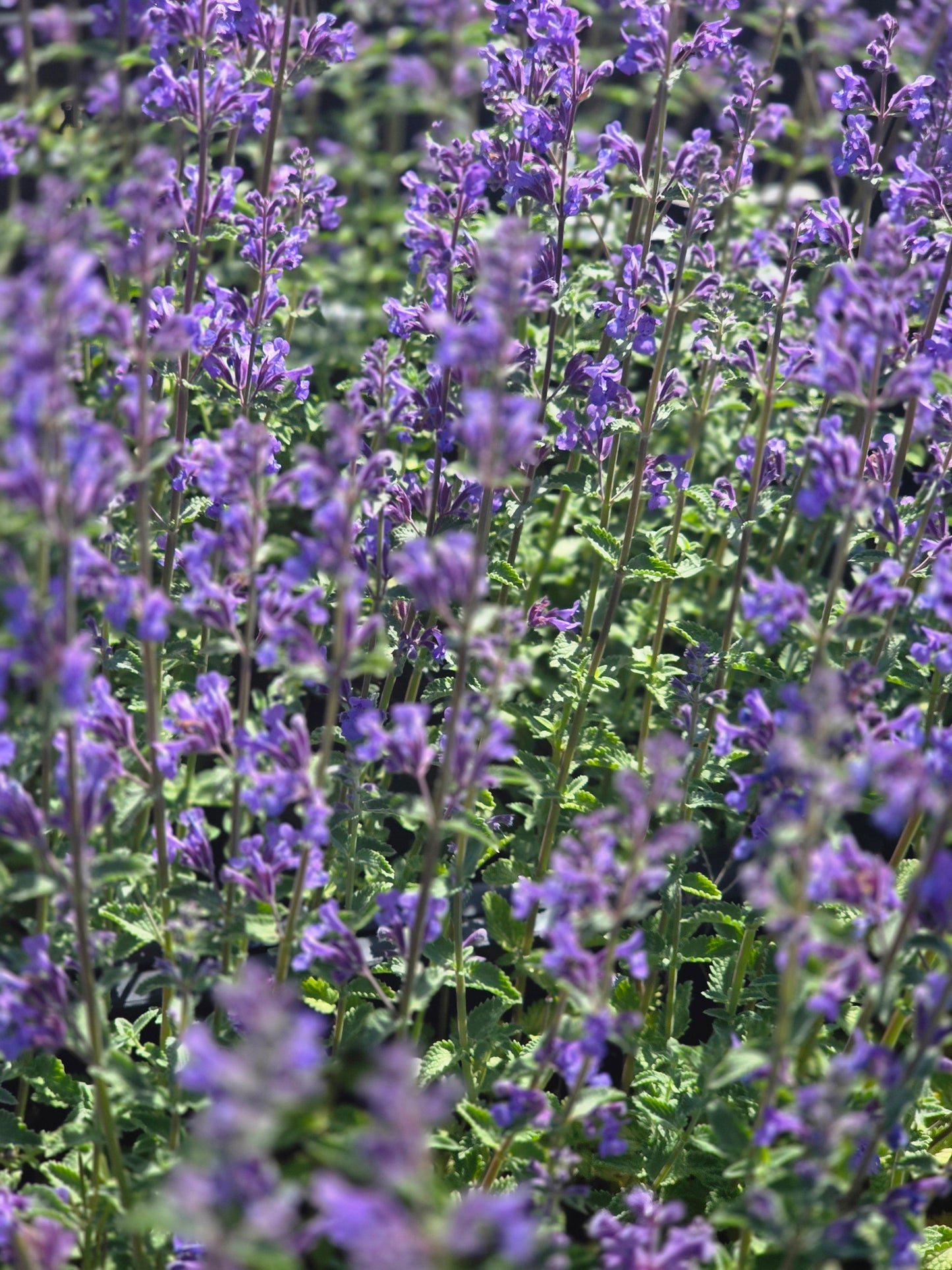 Nepeta x faassenii 'Six Hills Giant' - Garten-Bastard-Katzenminze 'Six Hills Giant'