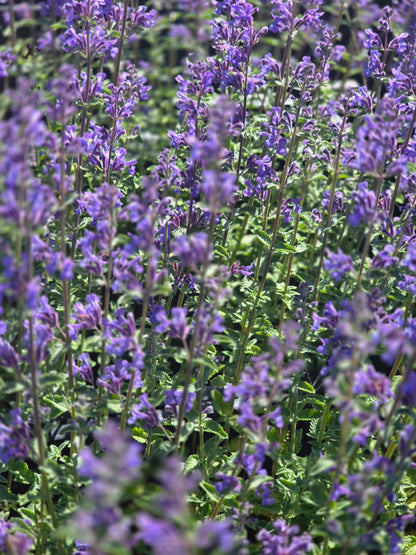 Nepeta x faassenii 'Six Hills Giant' - Garten-Bastard-Katzenminze 'Six Hills Giant'
