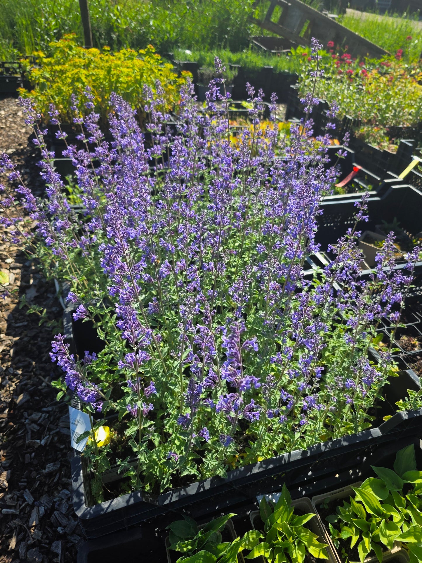 Nepeta x faassenii 'Six Hills Giant' - Garten-Bastard-Katzenminze 'Six Hills Giant'