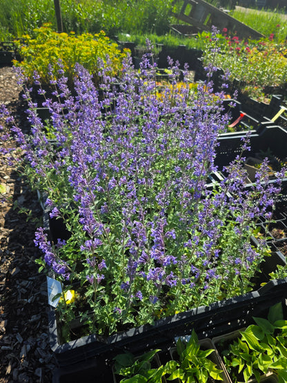Nepeta x faassenii 'Six Hills Giant' - Garten-Bastard-Katzenminze 'Six Hills Giant'