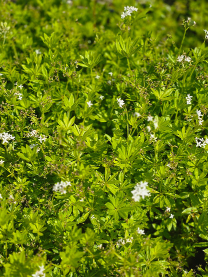 Galium odoratum - Echter Waldmeister