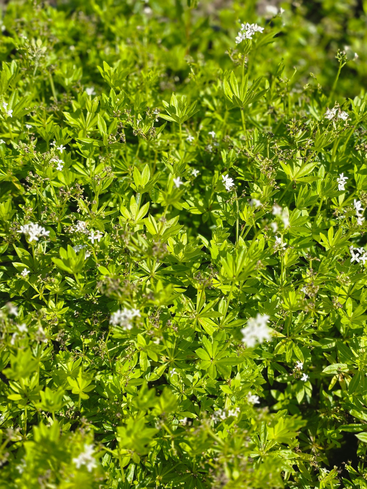 Galium odoratum - Echter Waldmeister